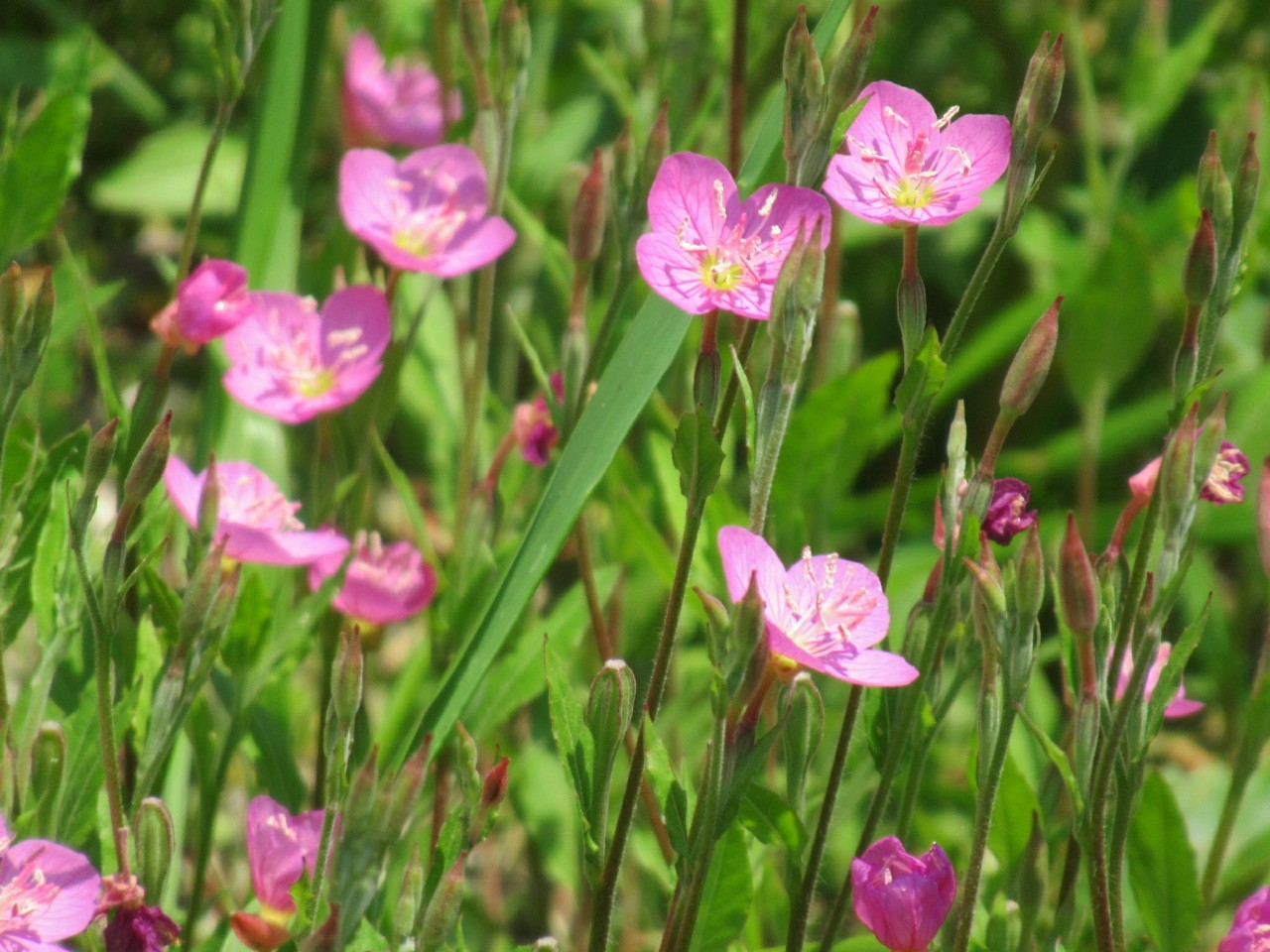 花の画像について 最高のピンク 雑草 秋