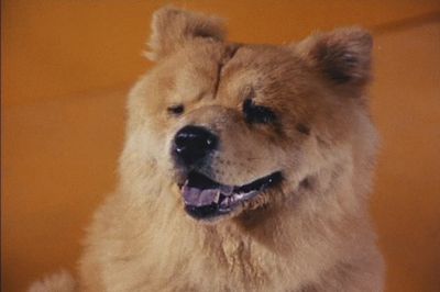 デンジ犬アイシー - 怪人＆等身大ヒーローwiki特撮大百科事典