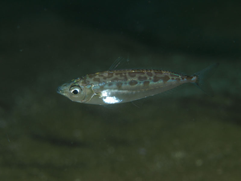 水中生態写真で見る世界の海の魚図鑑