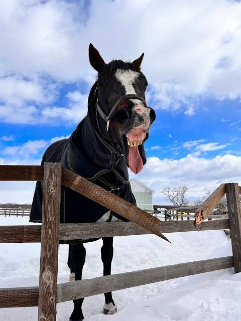 【期限切れ単勝馬券】　日本ダービー　2002 タニノギムレット　ウマ娘 maxresdefault.jpg