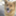 shinobu_holydog